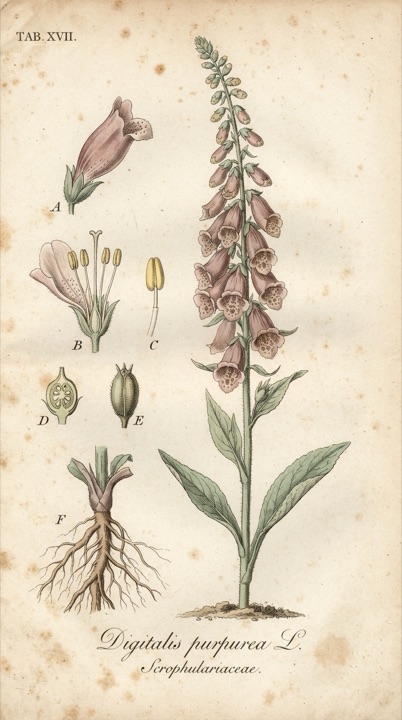 Example of the Botanical Plate style