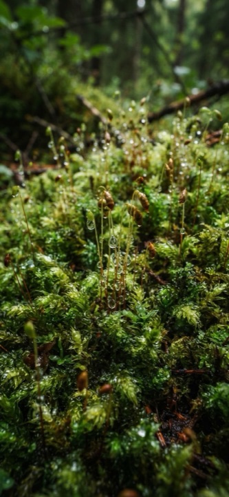 Example of the Moss Macro Green style